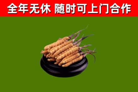 太和县回收散虫草